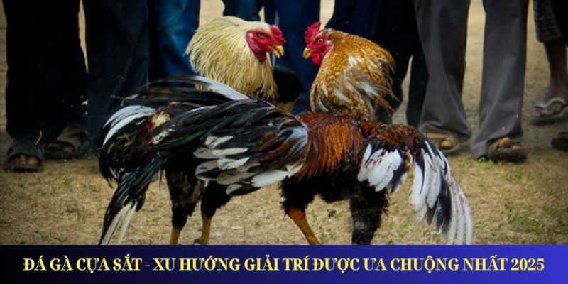 da ga cua sat